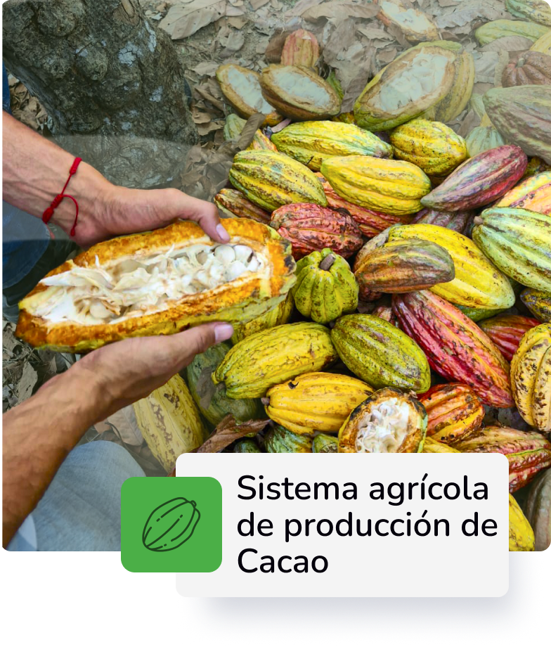 Descripción 3