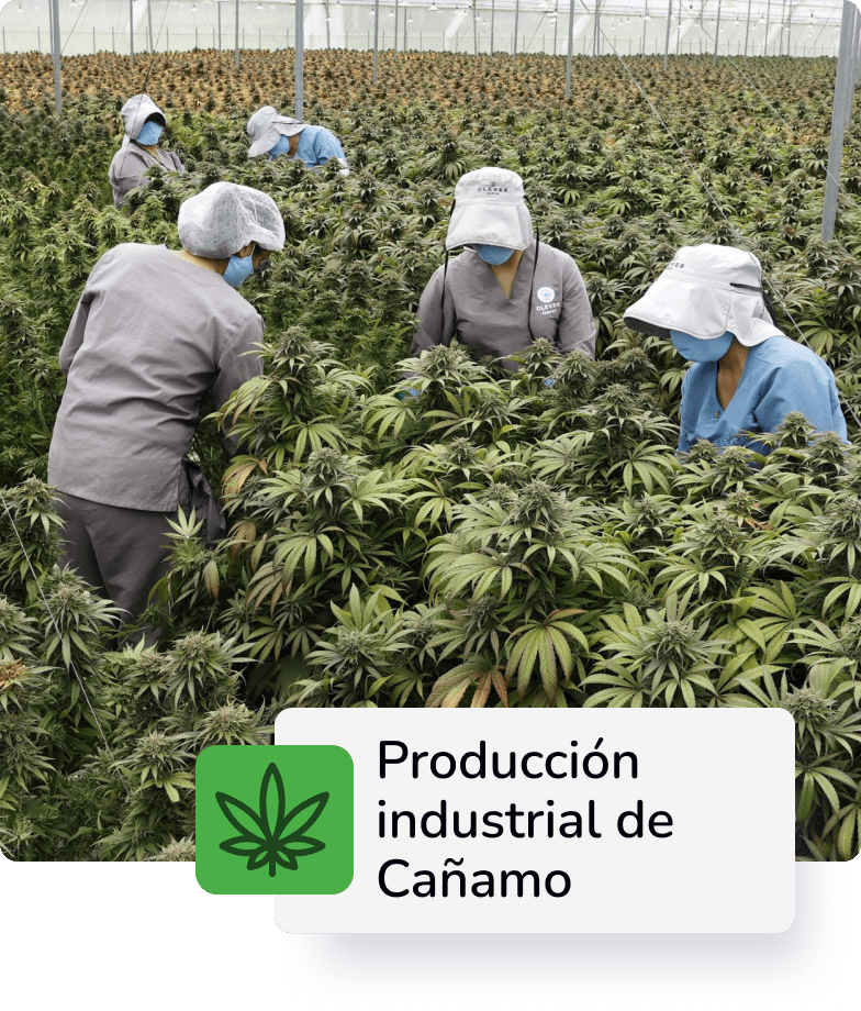 Descripción 2