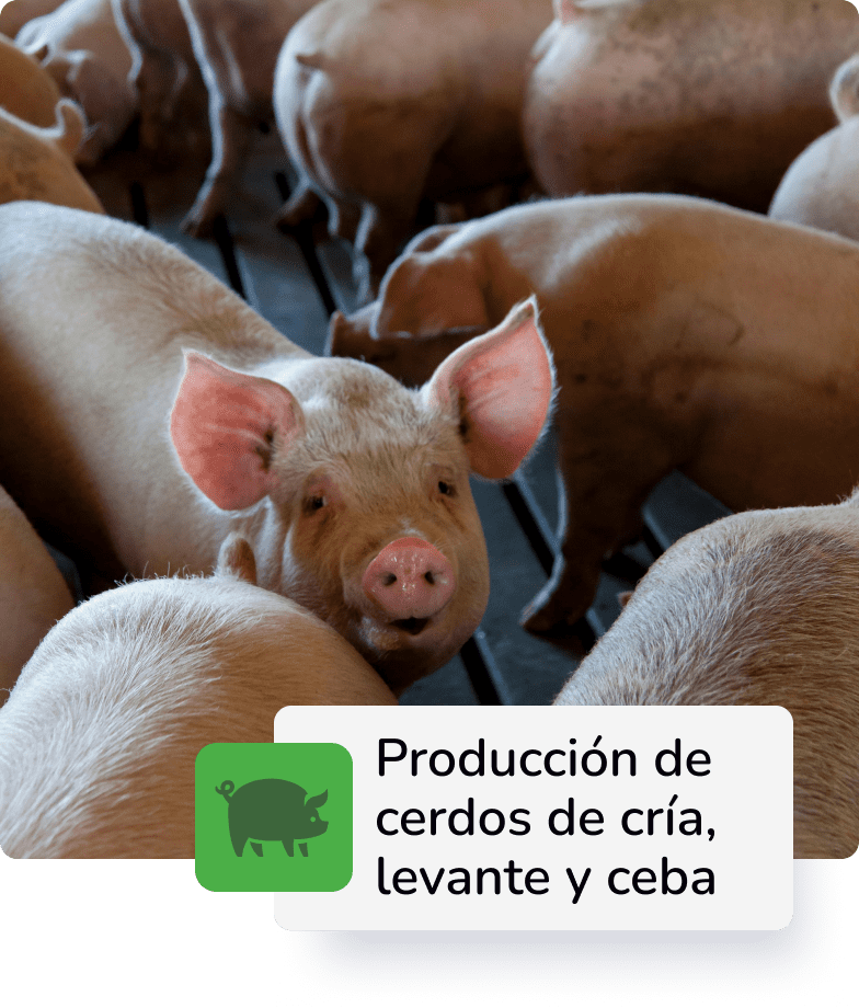 Descripción 3
