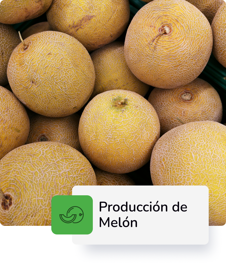 Descripción 3