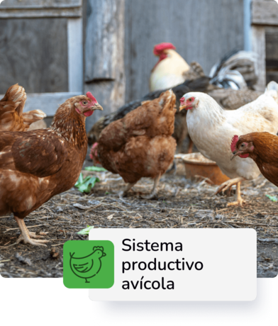 Descripción 3