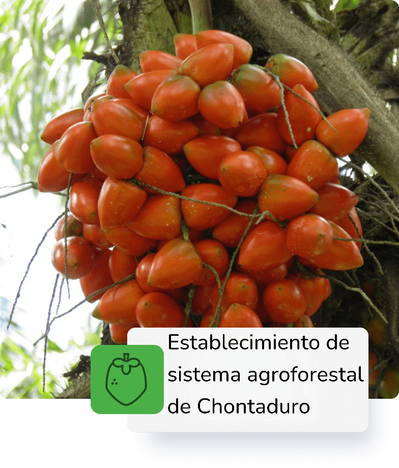 Descripción 3