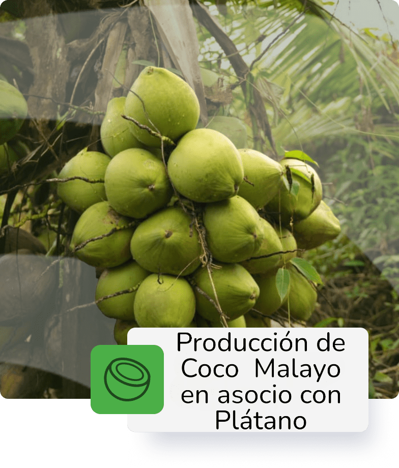 Descripción 3
