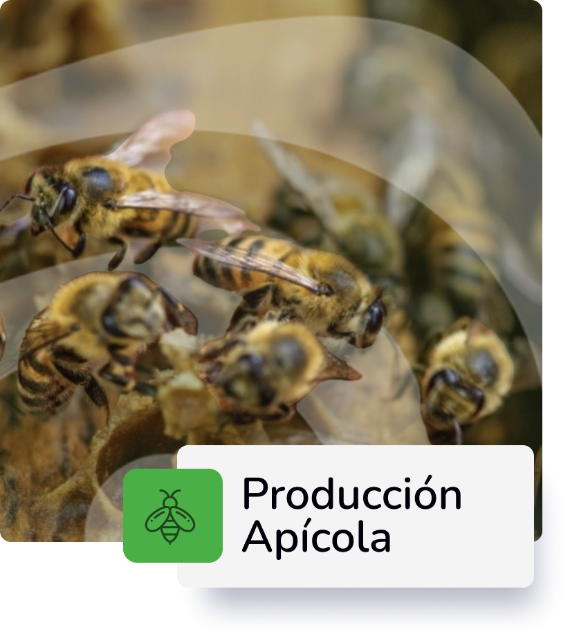 Descripción 3