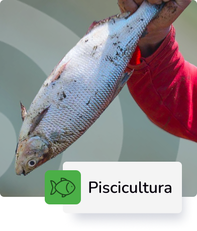 Descripción 1