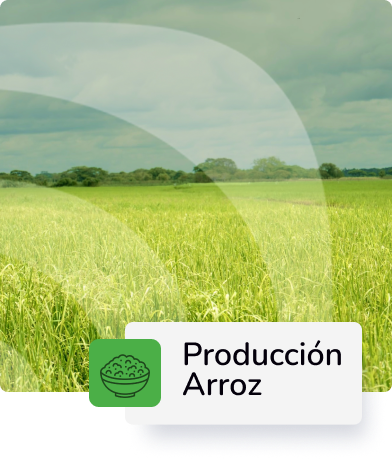 Descripción 3