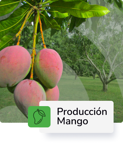 Descripción 3