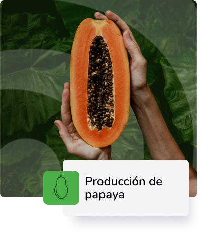 Descripción 3
