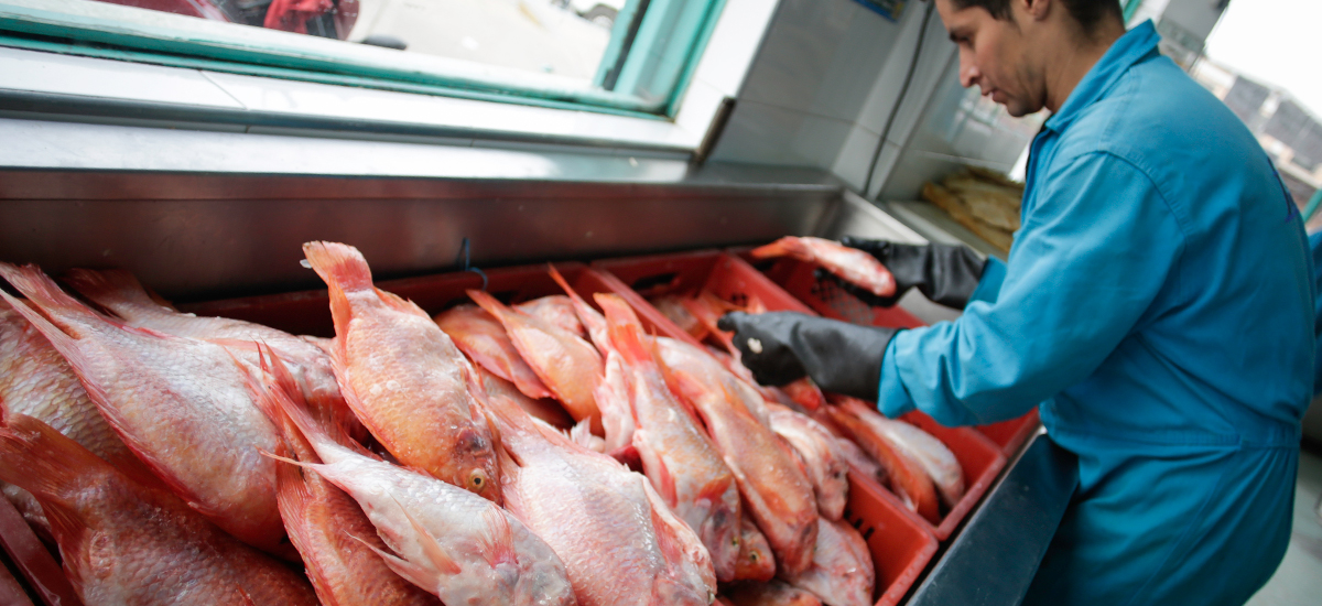 Hasta en un 70% aumentará el consumo por volumen de pescado en Semana Santa
