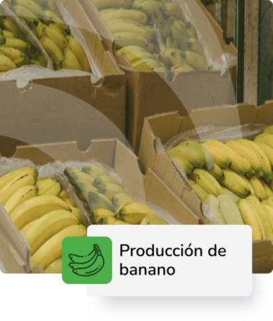 producción de banano