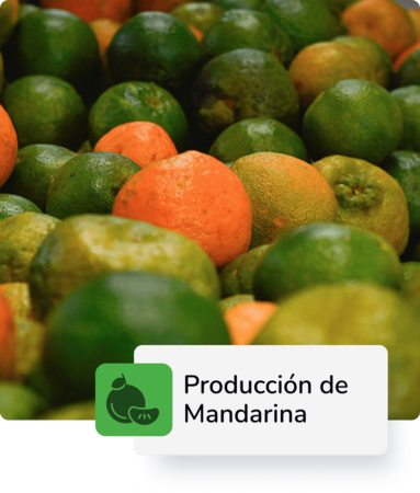 Producción de mandarina