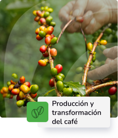 Sistema de beneficio del café