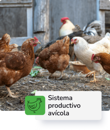 Sistema de Producción Avícola