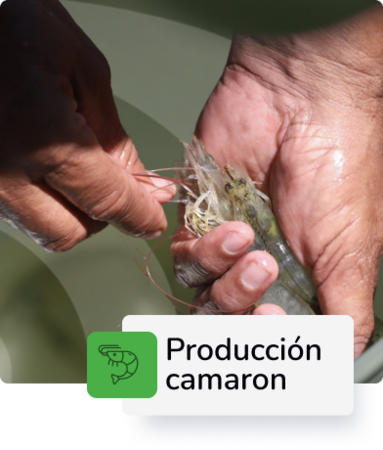 Producción de Camarón