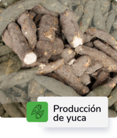 Producción de Yuca