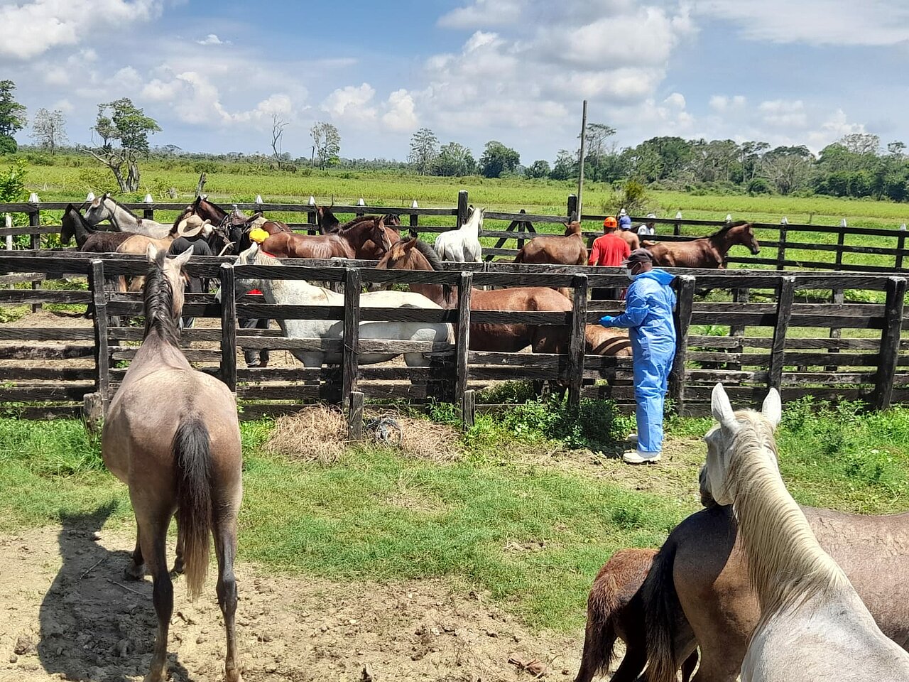 En la gráfica se observa personal trasladando los animales en la Mojana