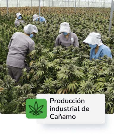Producción de Cáñamo industrial