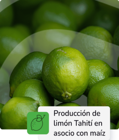 Producción de limon