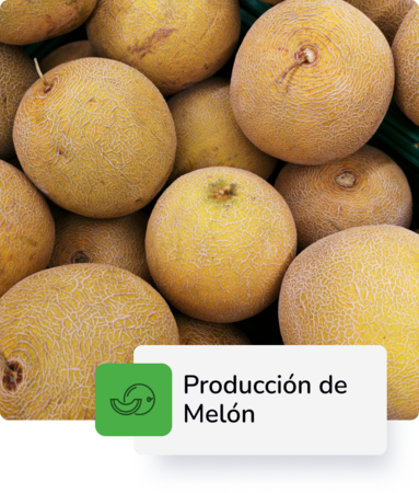 Producción Melón 