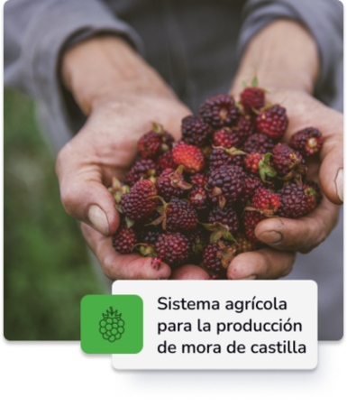 Sistema de producción de mora