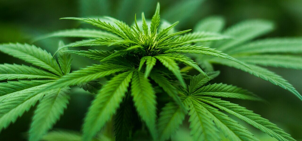 La imagen muestra un primer plano de una planta verde con un tallo grande y frondoso. La planta parece ser una planta de marihuana, ya que tiene un aspecto distintivo con sus hojas y cogollos verdes. La planta está rodeada de un exuberante entorno verde, lo que acentúa aún más su estado vibrante y saludable.