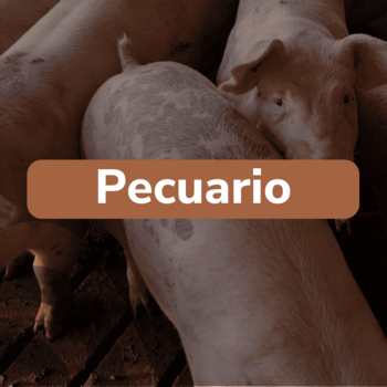 Pecuario