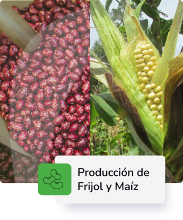 Producción de Frijol y Maiz