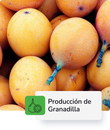 Producción de Granadilla