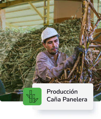 Producción de Caña Panelera