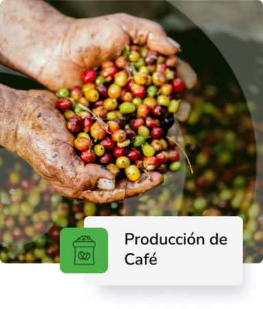 Producción de Café