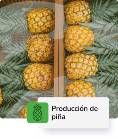 Producción de Piña