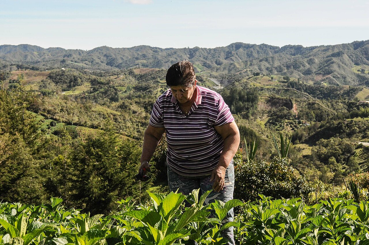 La imagen muestra a una persona, trabajando en un campo de plantas aromaticas y medicinales El campo está lleno de plantas variadas, algunas más altas y otras más bajas.