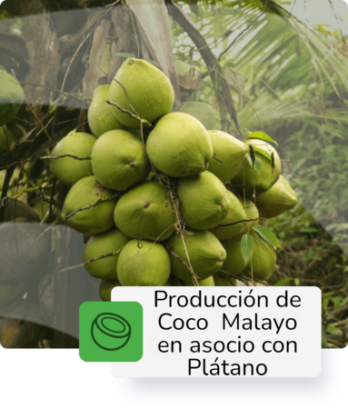Producción de Coco Malayo