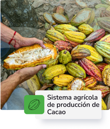 Producción de Cacao