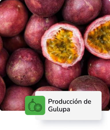 Producción Gulupa