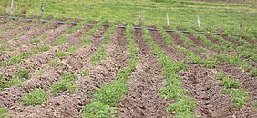 El sector agro lidera el crecimiento del PIB: aportó 1,1 puntos porcentuales del total nacional
