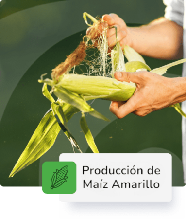 Producción de Maiz