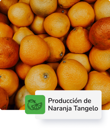 Producción de Naranja Tangelo