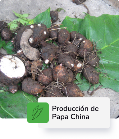 Producción de Papa China