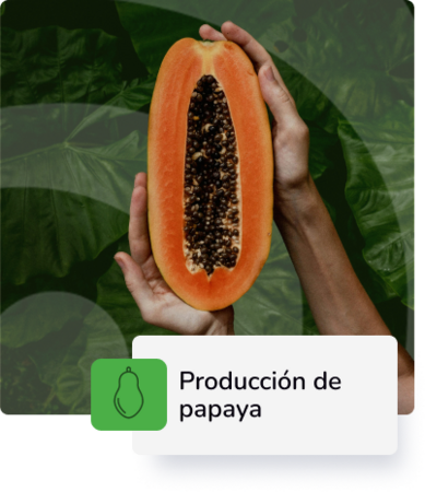 Producción de Papaya
