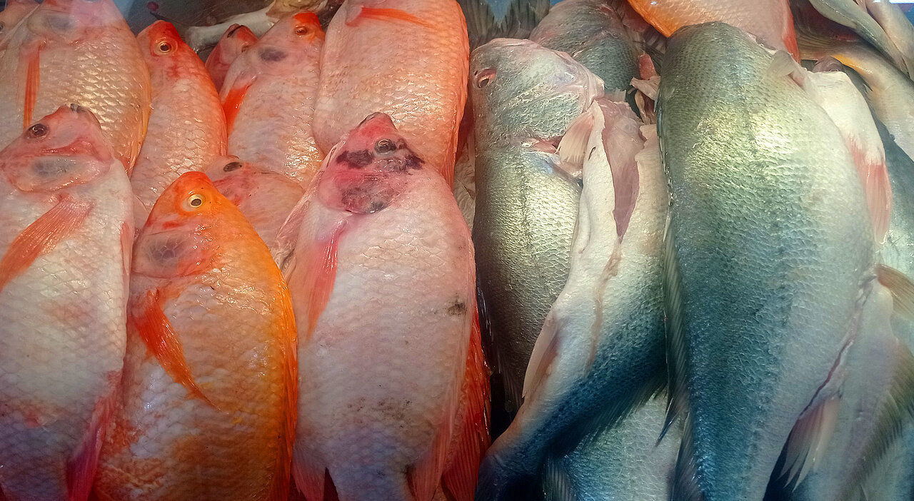 Acuicultora