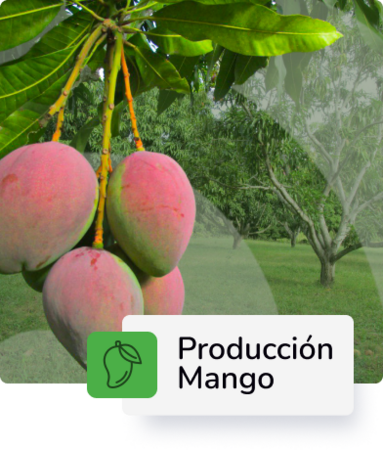 Producción de Mango