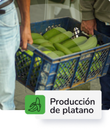 Produccion de platano