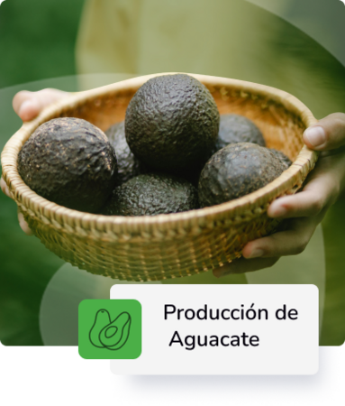 Producción de Aguacate