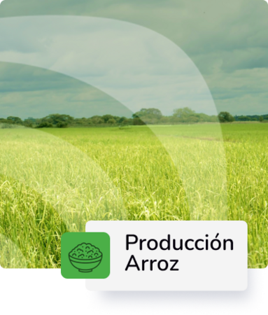 Producción de arroz