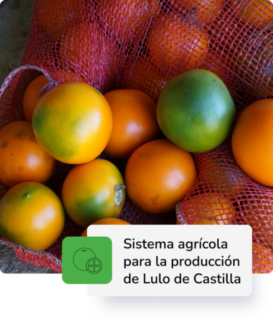 Producción de Lulo de castilla