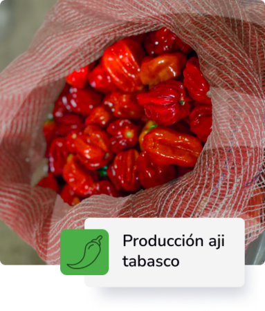 Producción de Aji