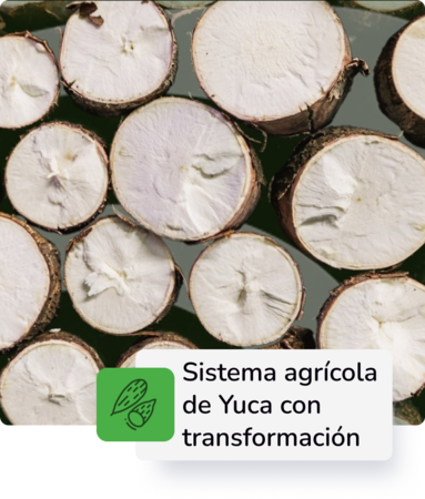 Construcción Planta de Yuca