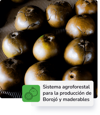 Producción de Borojó