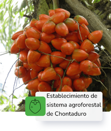 Sistema agroforestal de chontaduro